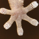 Illustration for article titled Scientists Prove That Even Dead Geckos Stick To Walls